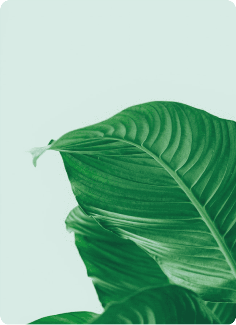 Green tropical leaf